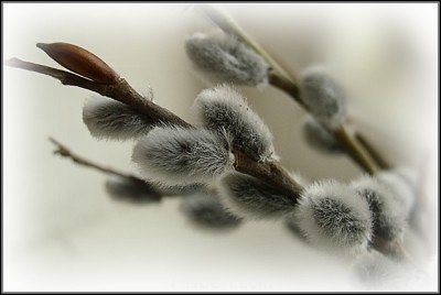 Посвящаем картинку - вербы.jpg