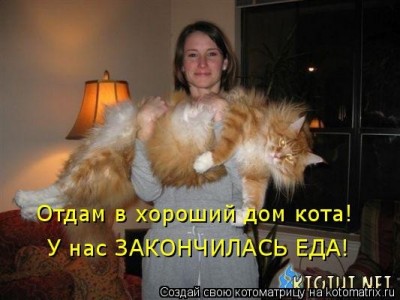 Смешные картинки про котов - original.jpeg