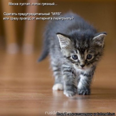 Смешные картинки про котов - 110062190.jpg