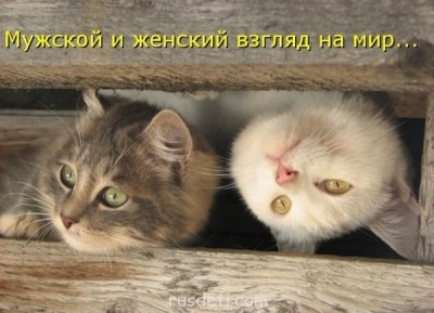 Смешные картинки про котов - 1221537472_2.jpg