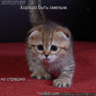 Смешные картинки про котов - 20121109045320.jpg