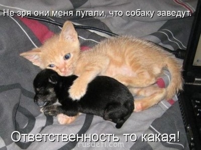 Смешные картинки про котов - kot-045.jpg