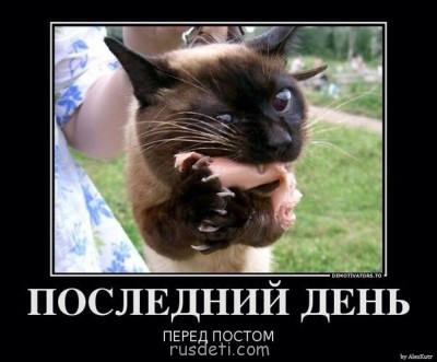 Смешные картинки про котов - image.jpg