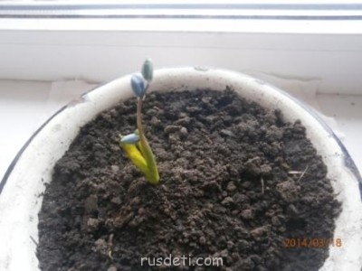 БоЛталкА 2 ТЕМА ЗАКРЫТА. - алёнкин подснежник.jpg