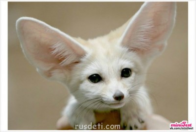 Очаровательные животные - kQhMGmxDEds.jpg