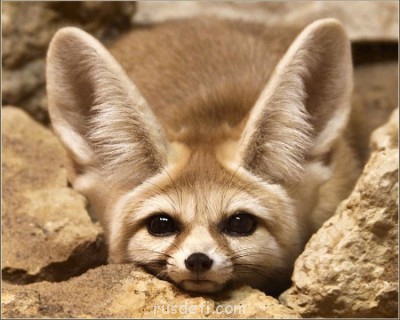 Очаровательные животные - Фенек (fennec fox) (24).jpg