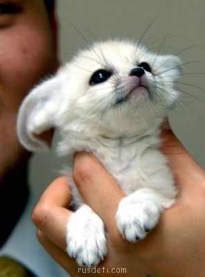 Очаровательные животные - f_4937d255256ca.jpg