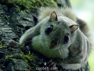 Очаровательные животные - obyknovennaya_letyaga_big.jpg