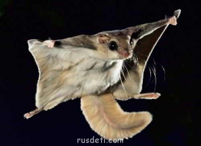 Очаровательные животные - 32.jpg3_2.jpg