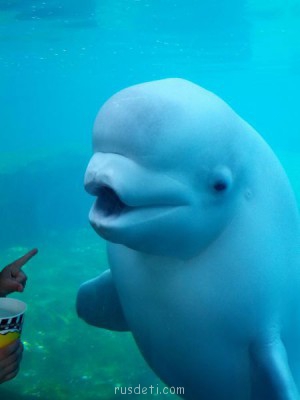 Очаровательные животные - a.baa-white-dolphin.jpg