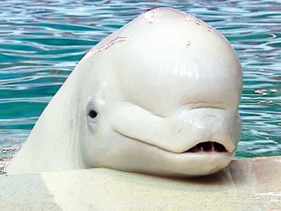 Очаровательные животные - dolphin-arctic-white-whale_4.jpg