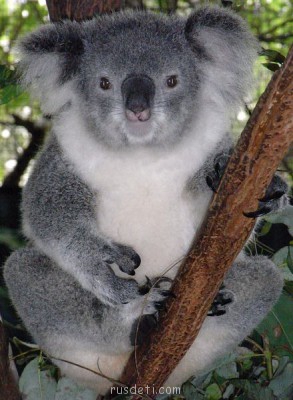 Очаровательные животные - koala_female.jpg