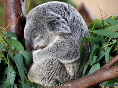 Очаровательные животные - koala_03.jpg