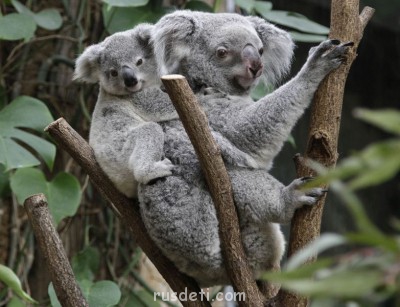 Очаровательные животные - Koala_pixanews-3.jpg