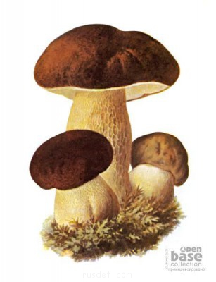 Посвящаем картинку - гриб1.jpg