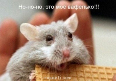 Очаровательные животные - Hw8_sTMltYo.jpg моё вафелько))).jpg