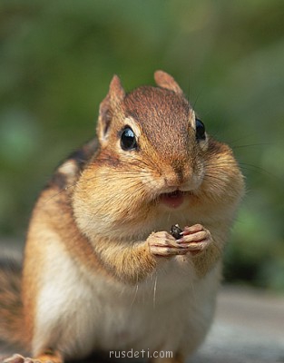 Посвящаем картинку - chipmunk4.jpg