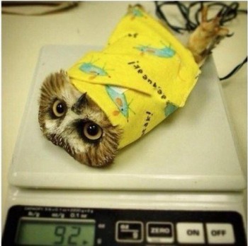 Очаровательные животные - owl.jpg