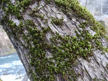 БоЛталкА 2 ТЕМА ЗАКРЫТА. - DSC00585.JPG