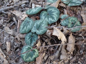 БоЛталкА 2 ТЕМА ЗАКРЫТА. - DSC00586.JPG