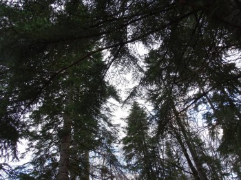 БоЛталкА 2 ТЕМА ЗАКРЫТА. - DSC00593.JPG