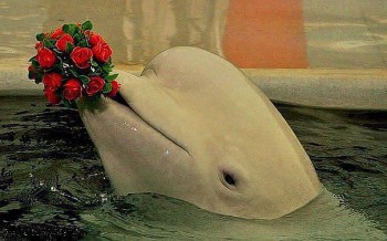 Посвящаем картинку - Белуга.jpg