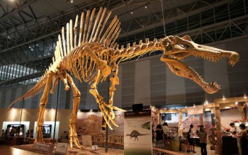 Динозавры. - 1024px-Spinosaurus_skeleton.jpg