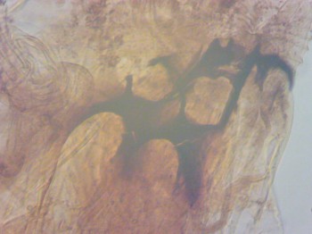 Дрозофила (личинка)