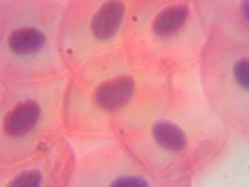 Кровь лягушки