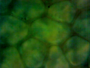 Клетки растений