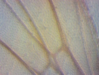 Дрозофила (норма) крылья