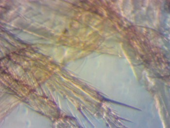 Дрозофила (норма) лапы