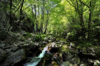 Мои истории про планету кошек - ac48008da6265dd775e8537852f455e6.jpg