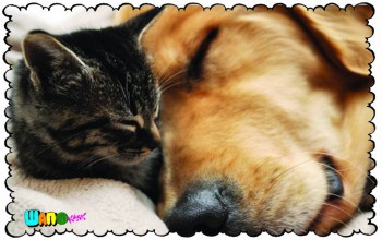 Привет Пока И просто БоЛталкА 3  - bOTWo9SA99o.jpg