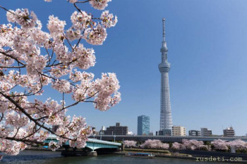 сакуры в Японии