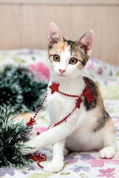 Смешные картинки про котов - iUzX7W0Xhkc.jpg