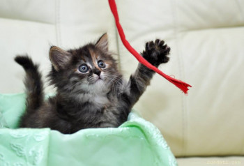 Верёвочка стой!!!